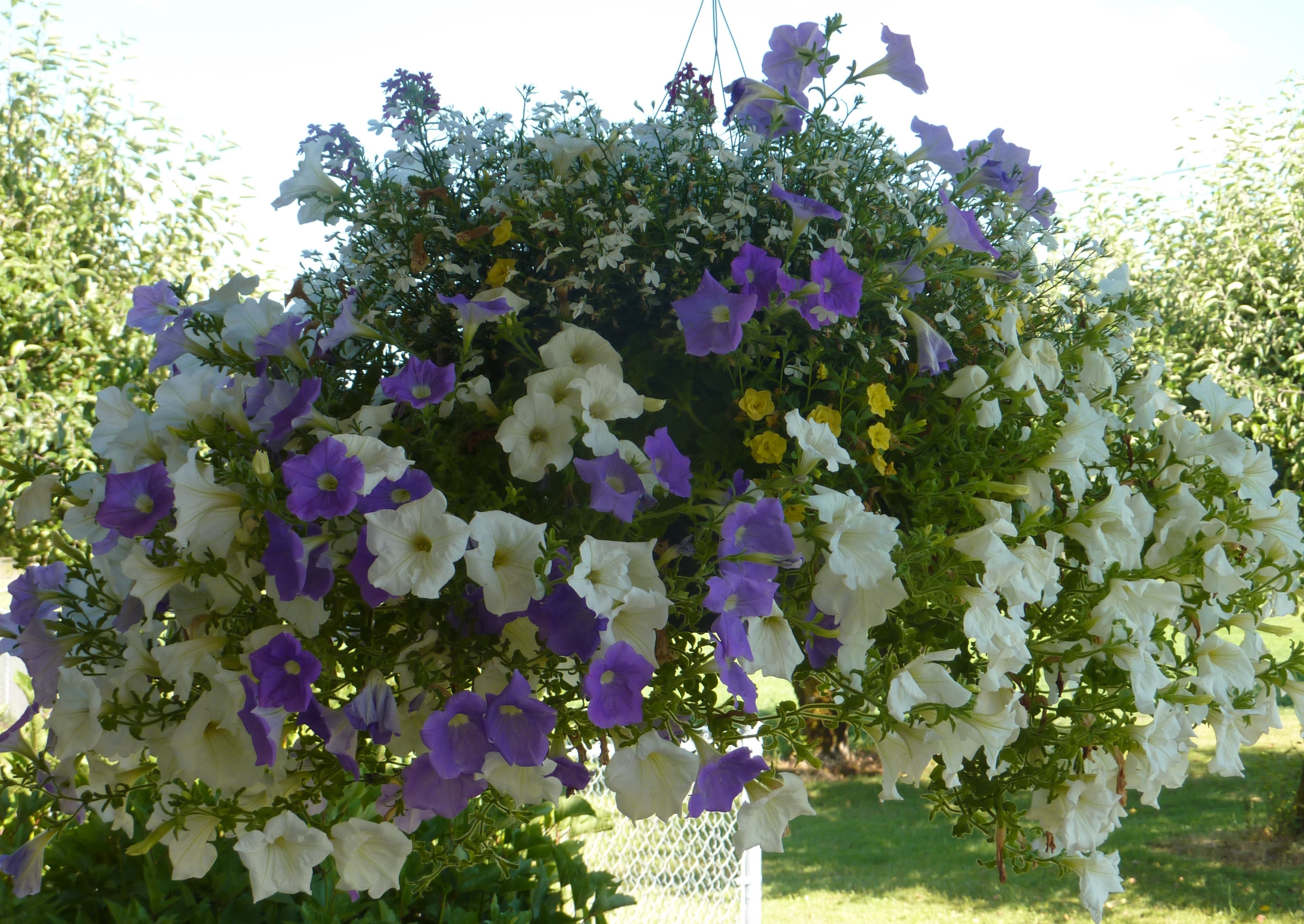 Purple Hen Flowers & Herbs Photo