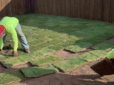 Zoysia Sod Photo