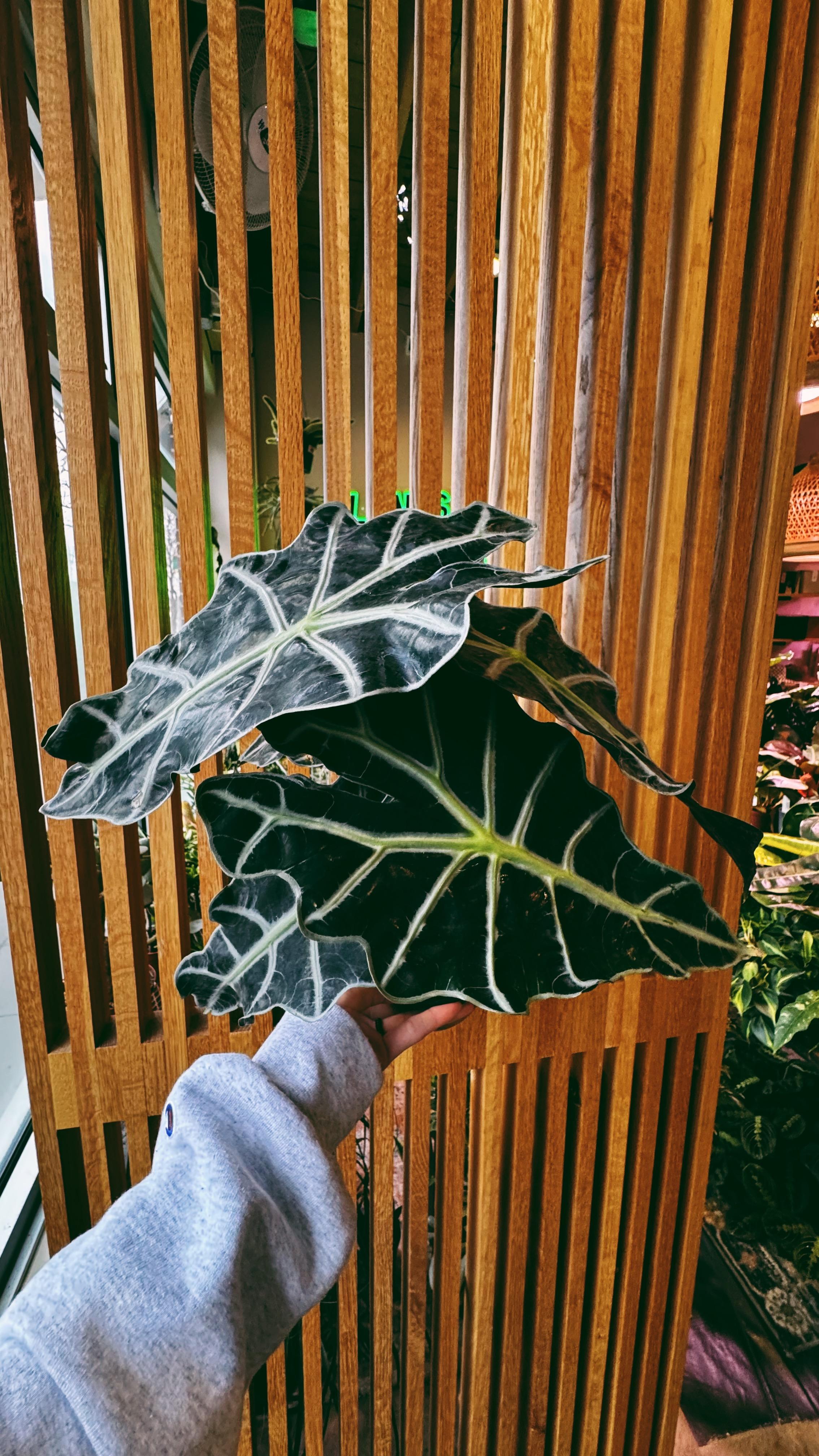 Denver Plant Club Image