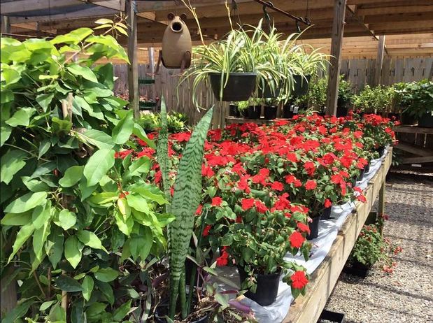 Images Jack Frost Landscapes & Garden Center