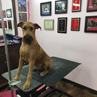 Woof Gang Bakery & Grooming Sumter Photo