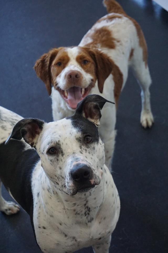Digs Dog Care