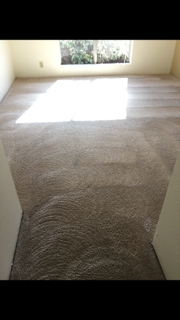 Best Carpet Care Photo