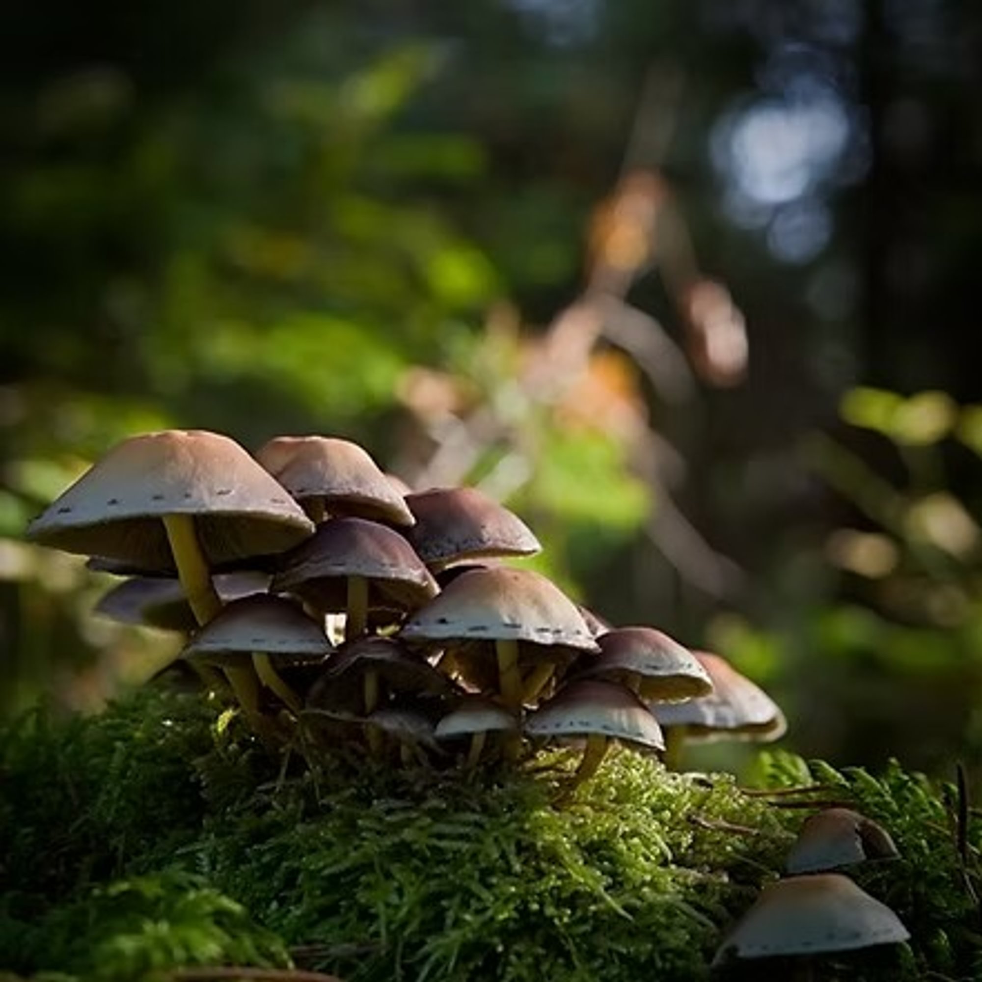 Wild Mushroom and Sage Olive Oil