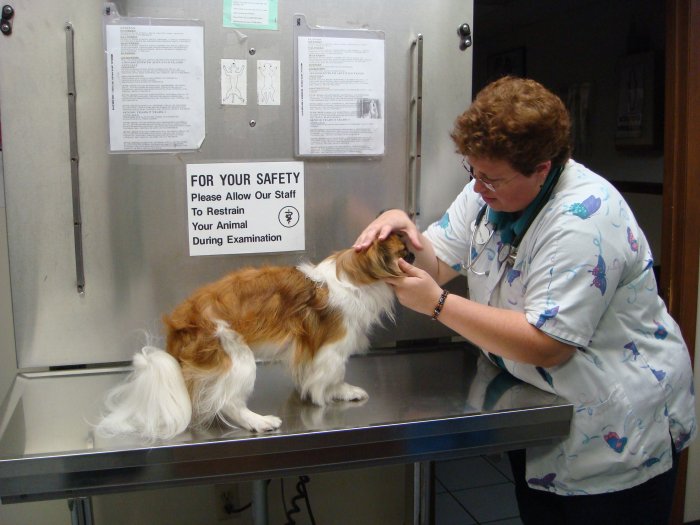 VCA Palmetto Animal Hospital Photo