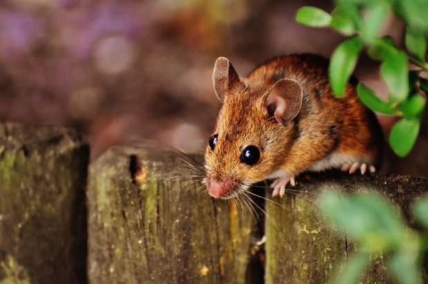 Images 417 Pest Solutions