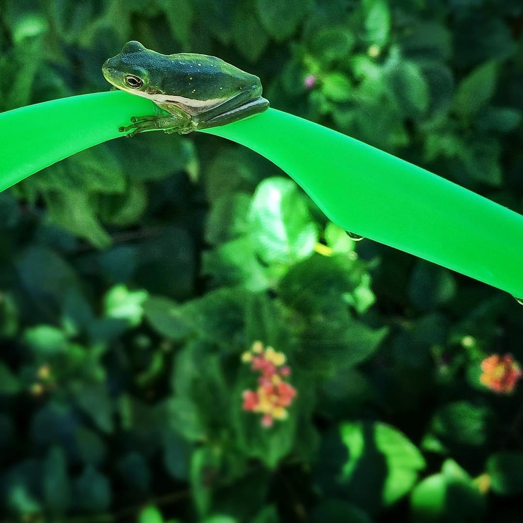 Patriot Pool & Spa Image