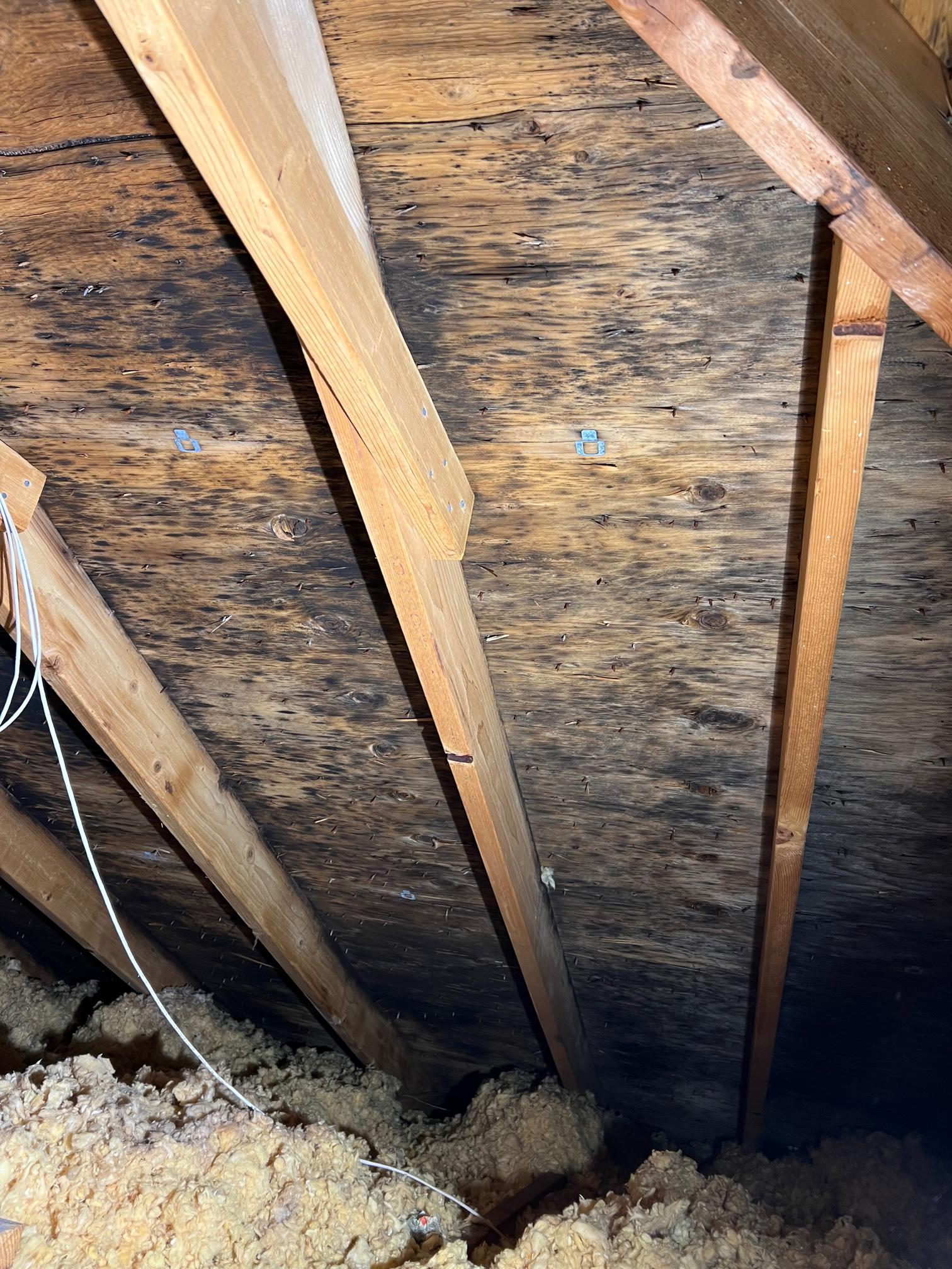 Attic black mold