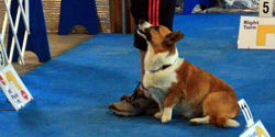 4 Paws DogWorks