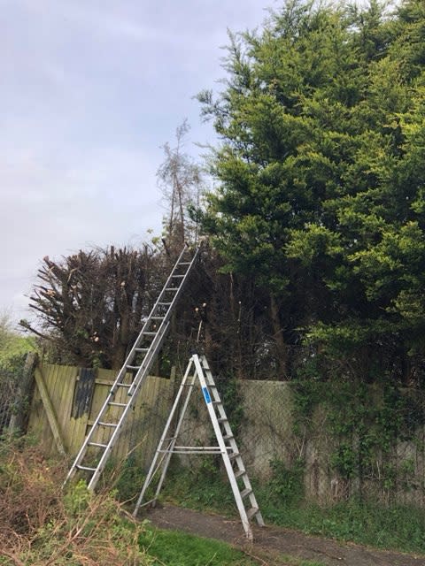 Images County Tree Services