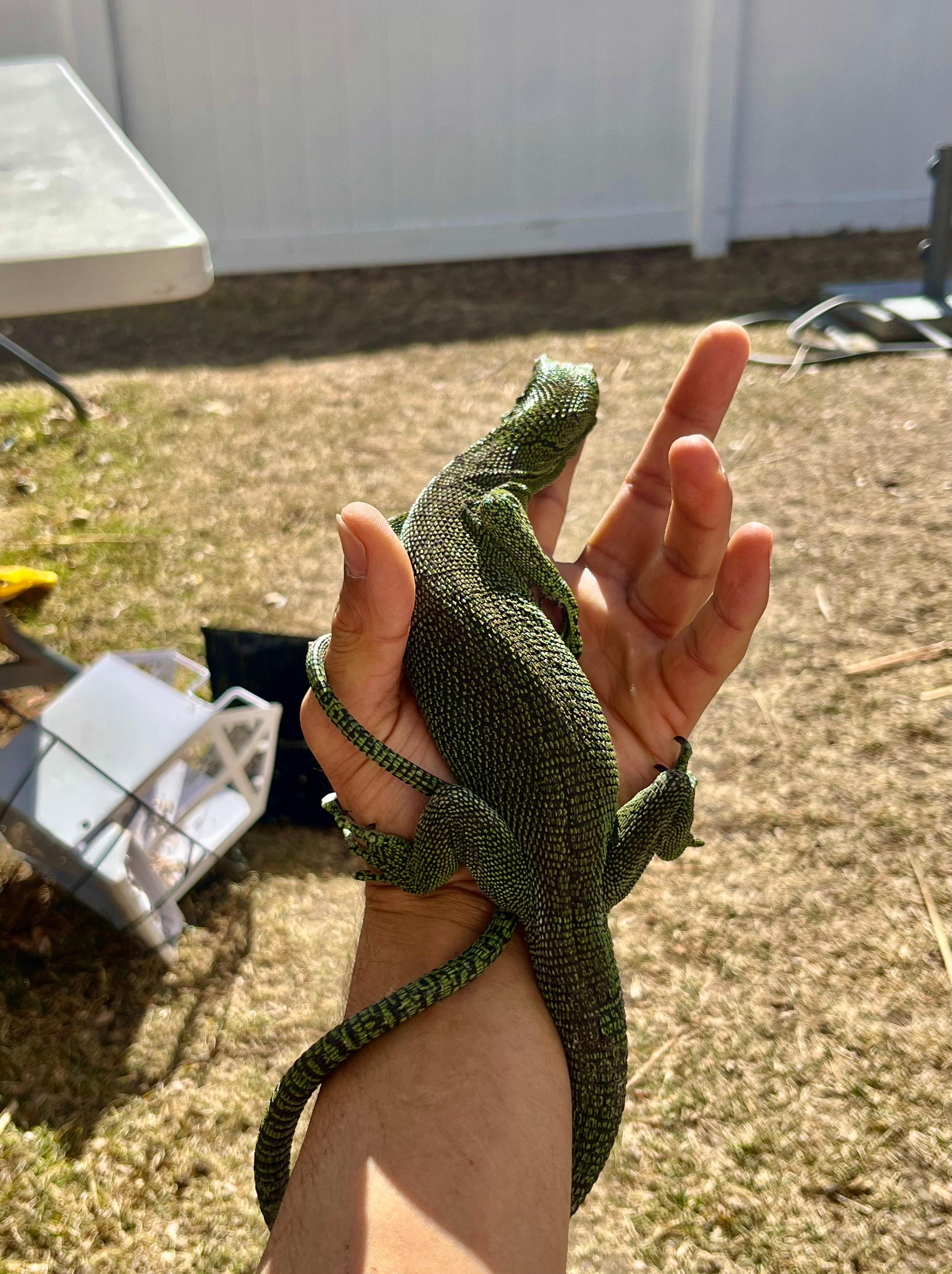 Terrarium Station Image