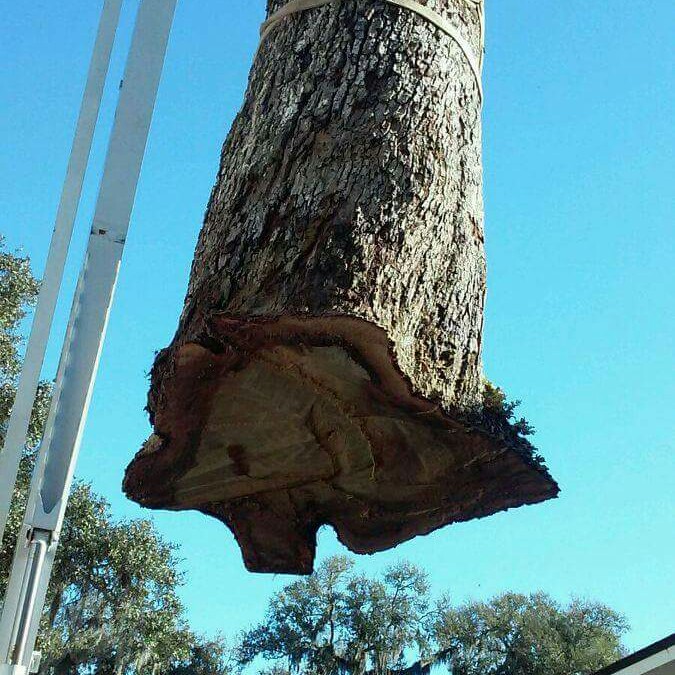 K.C's tree care Logo