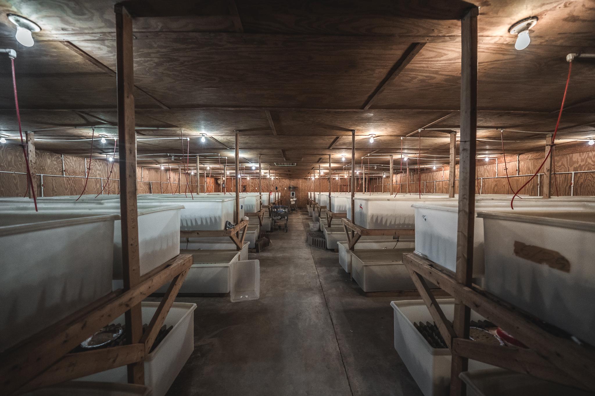 Carolina Crickets Image