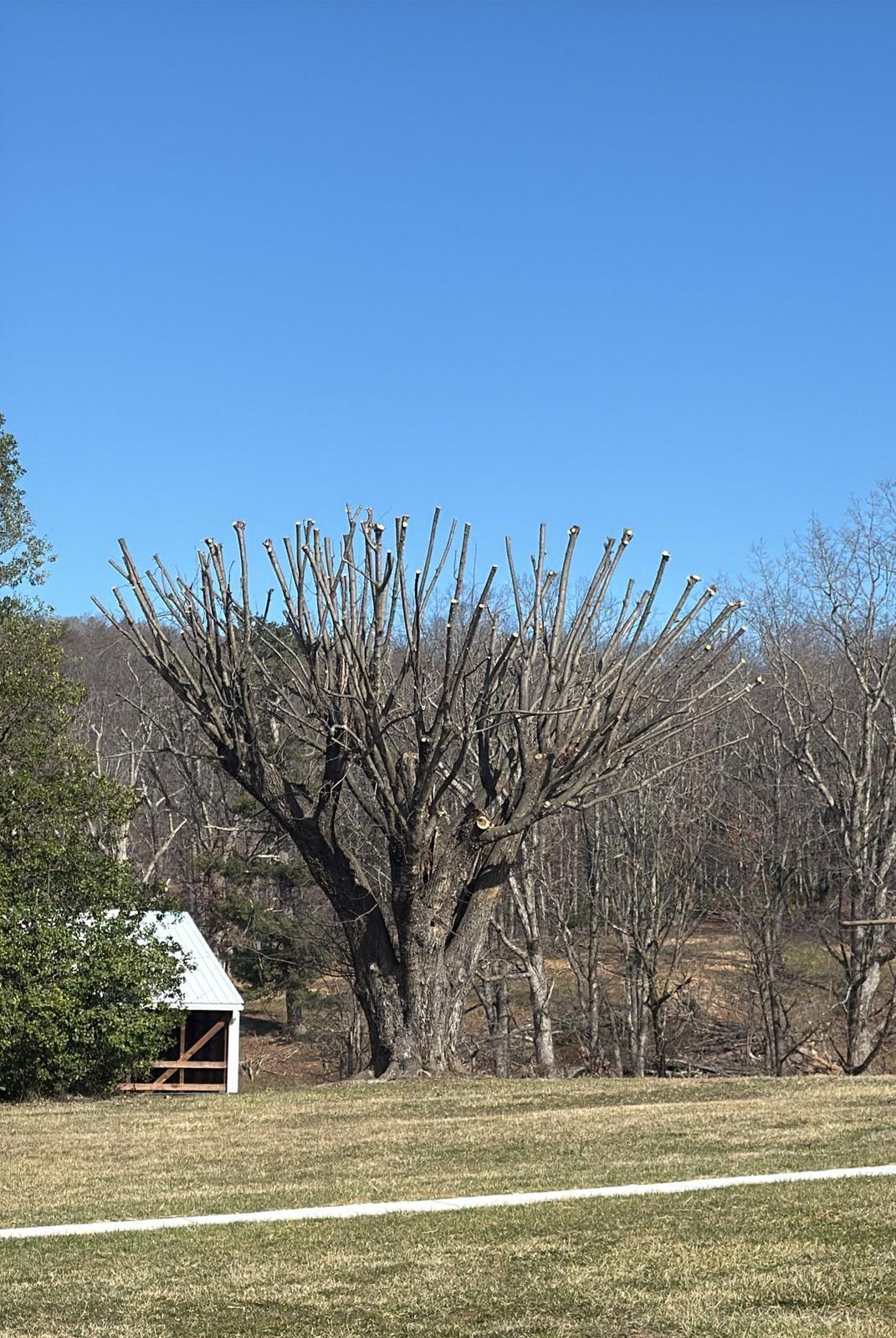 Y & VA TREE SERVICES LLC Image