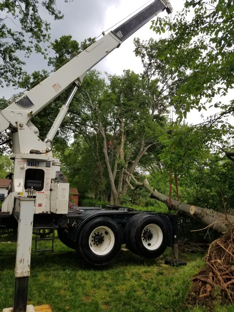 Epic Tree Solutions Image