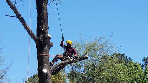 Shackleford Tree Service Photo