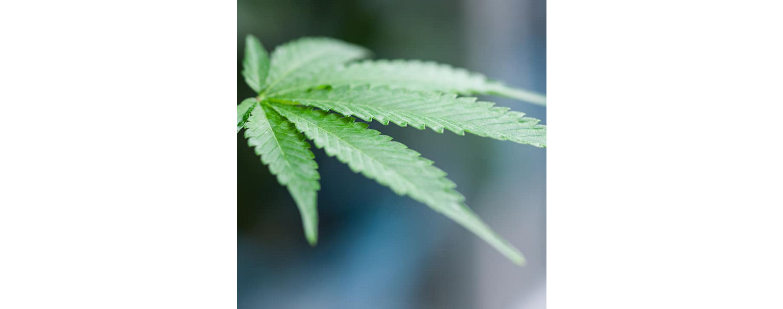 Verona Collective Image