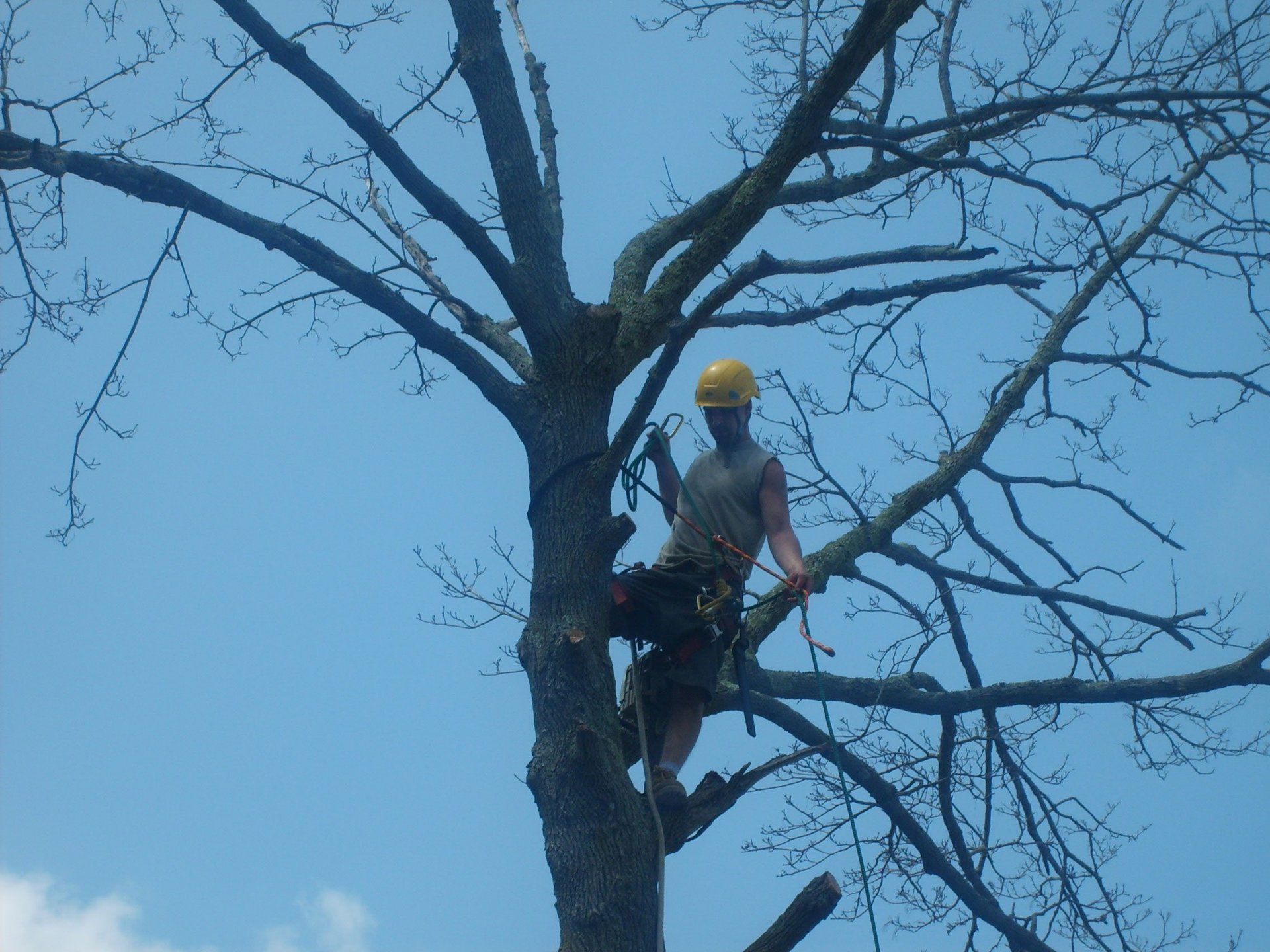 The Tree Barber Photo