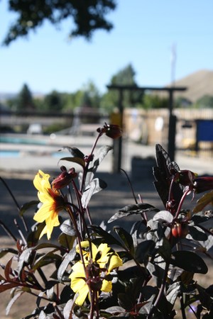 Images Cody KOA Holiday
