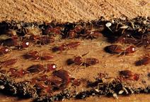Southern Pro Termite and Pest Control Image