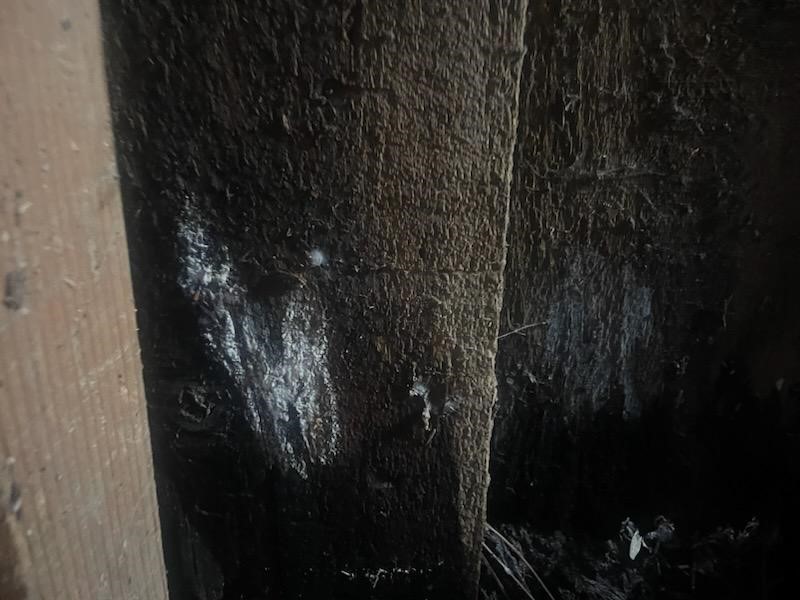 All Natural Pest Elimination Image