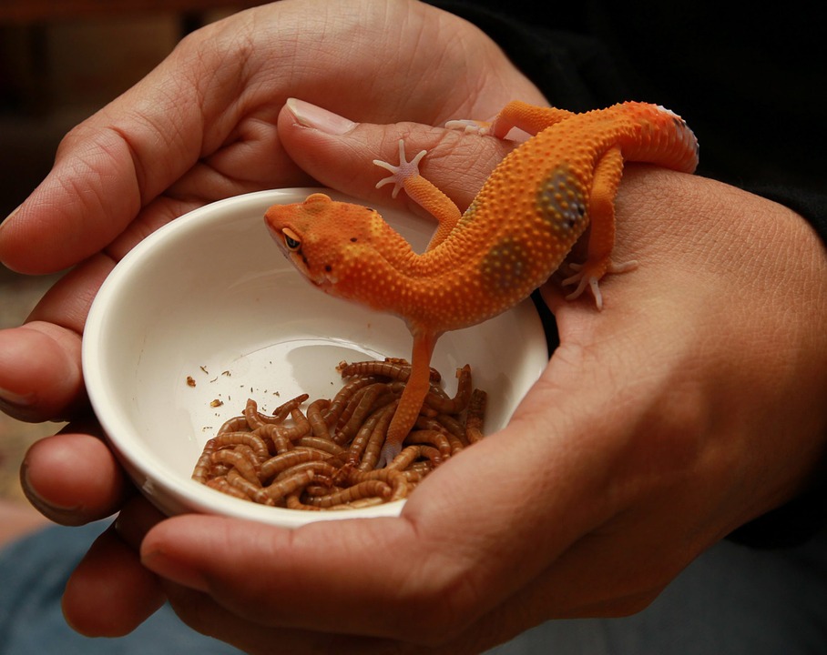 Gecko Food
