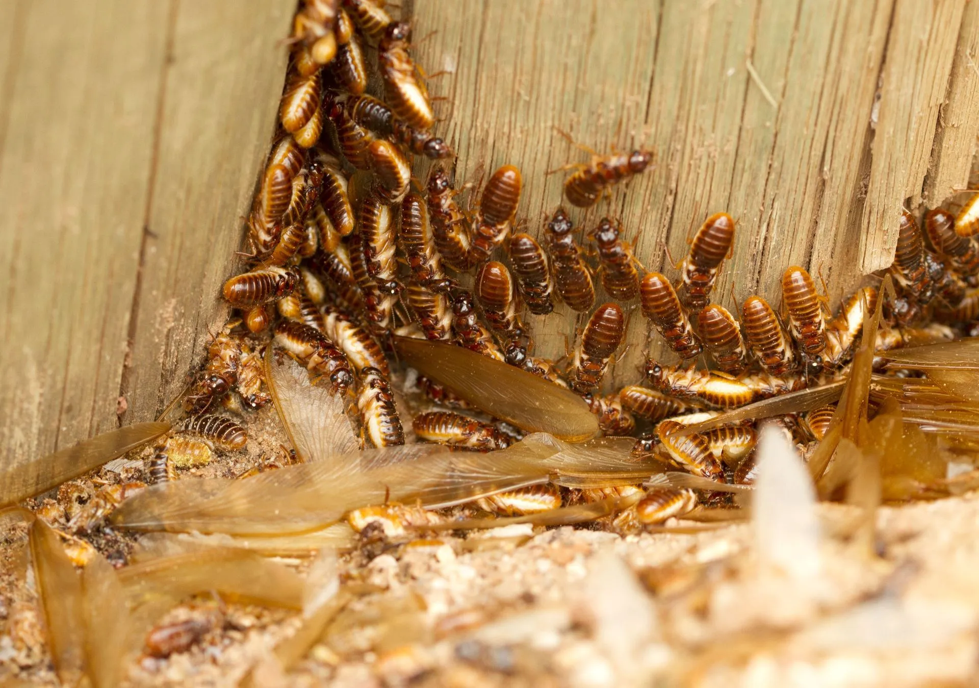 Termite Control