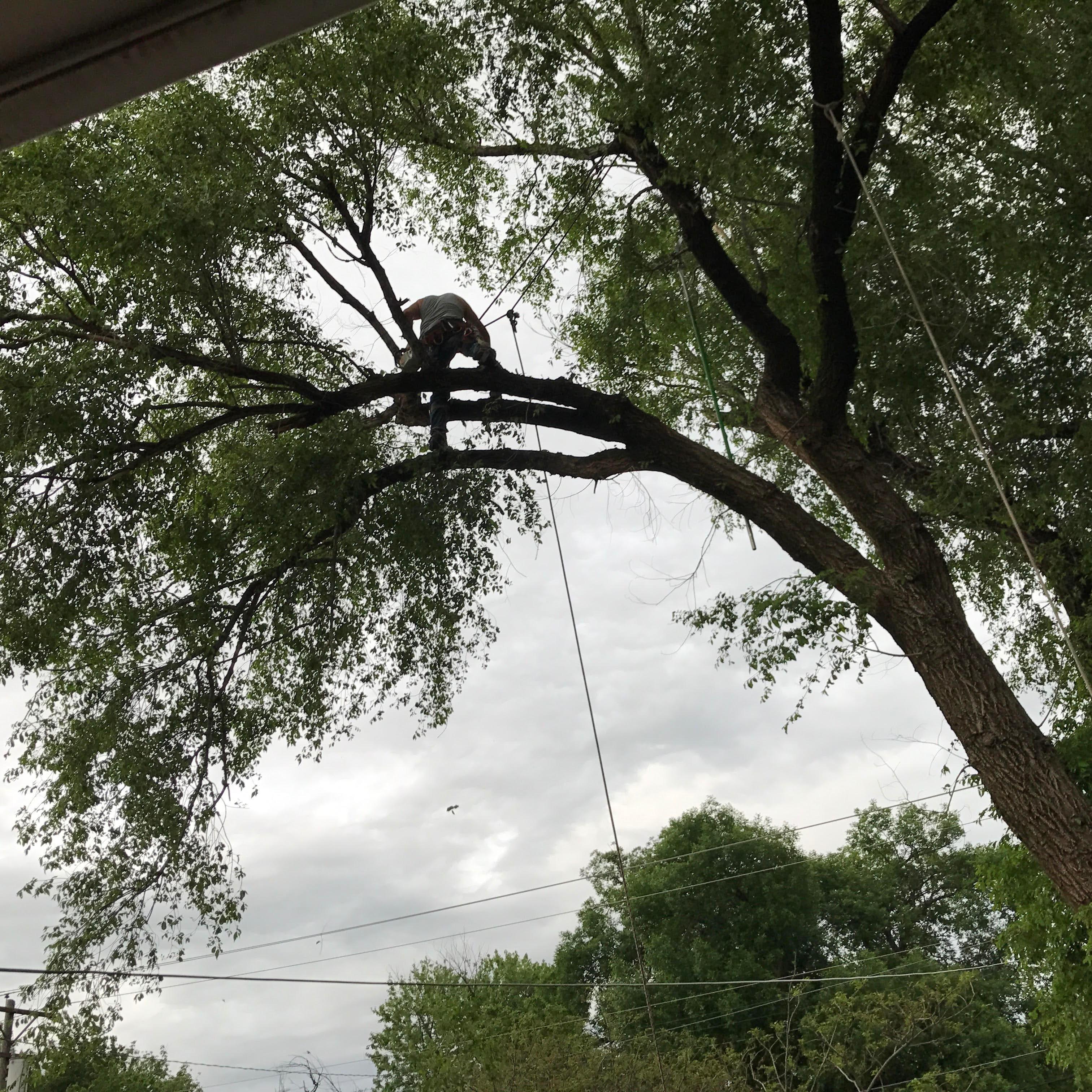 Crabtree&apos;s Tree Service Logo
