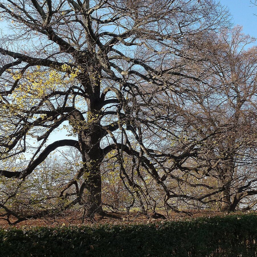 Brandon Tree Care Image