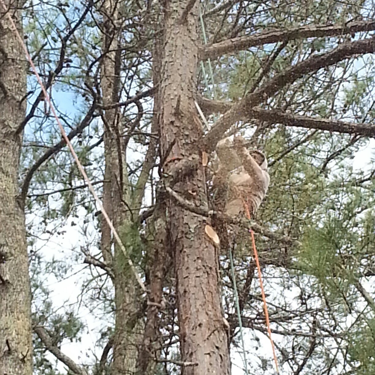 Su-Tree Service Image