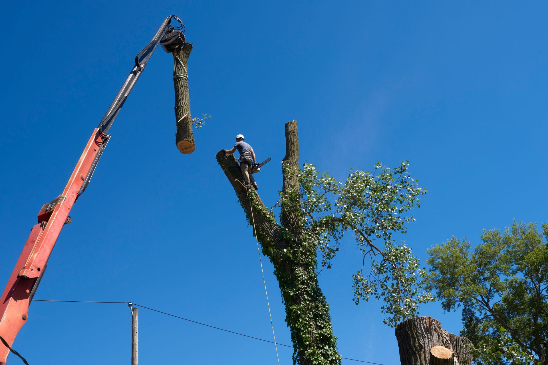 A Top Tree Service