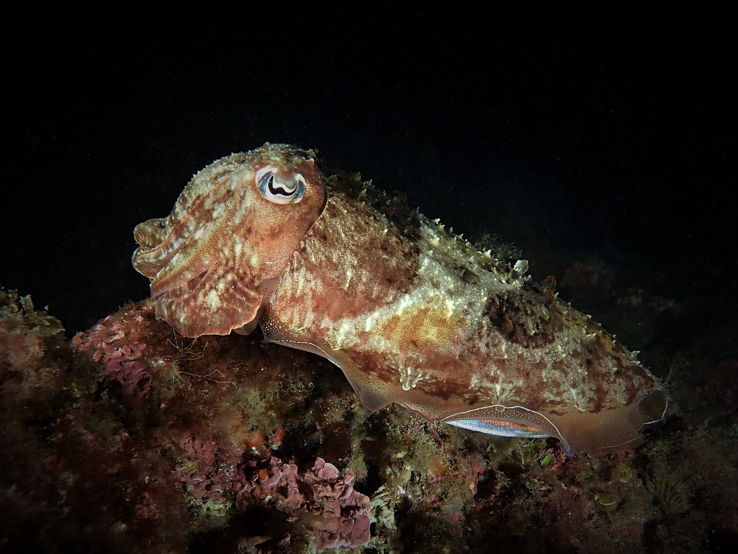 Images Blaumar Dive Center
