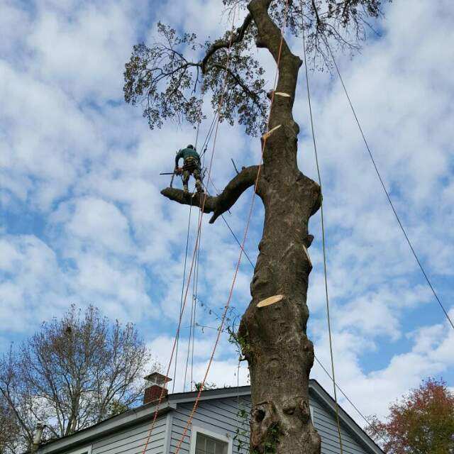 Figueroa Tree Service LLC Logo