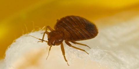 What You Need to Know About Bed Bug Control