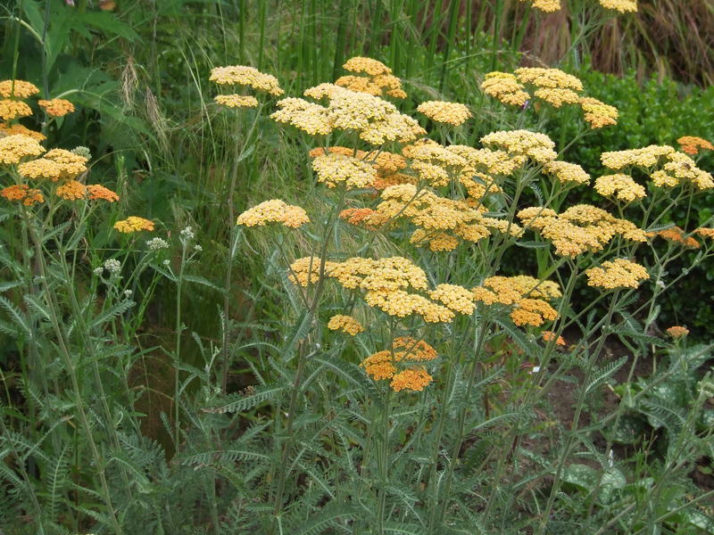 Foto's Abbing Tuincentrum/Tuinaanleg