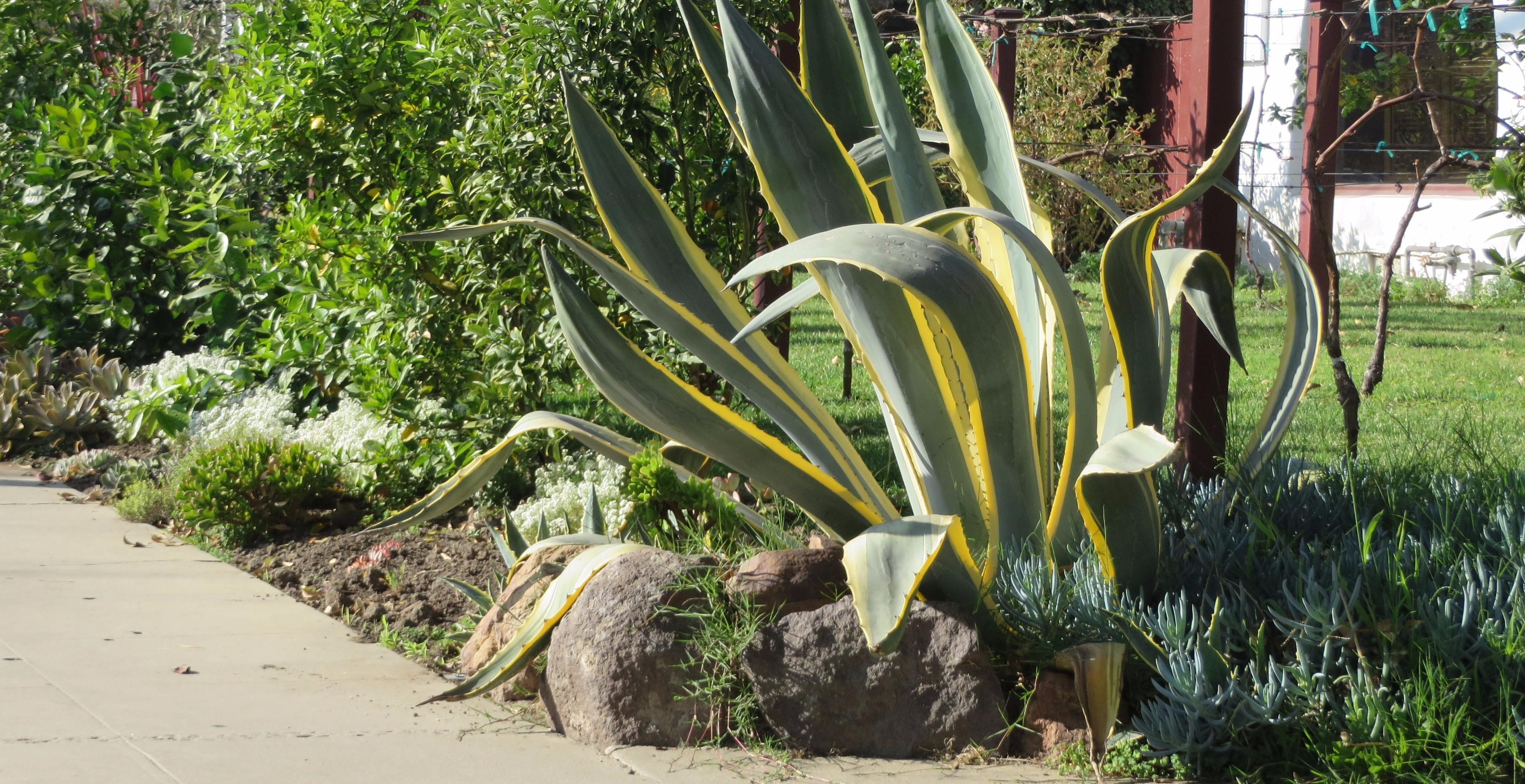 LA Green Landscaping and Maintenance Photo