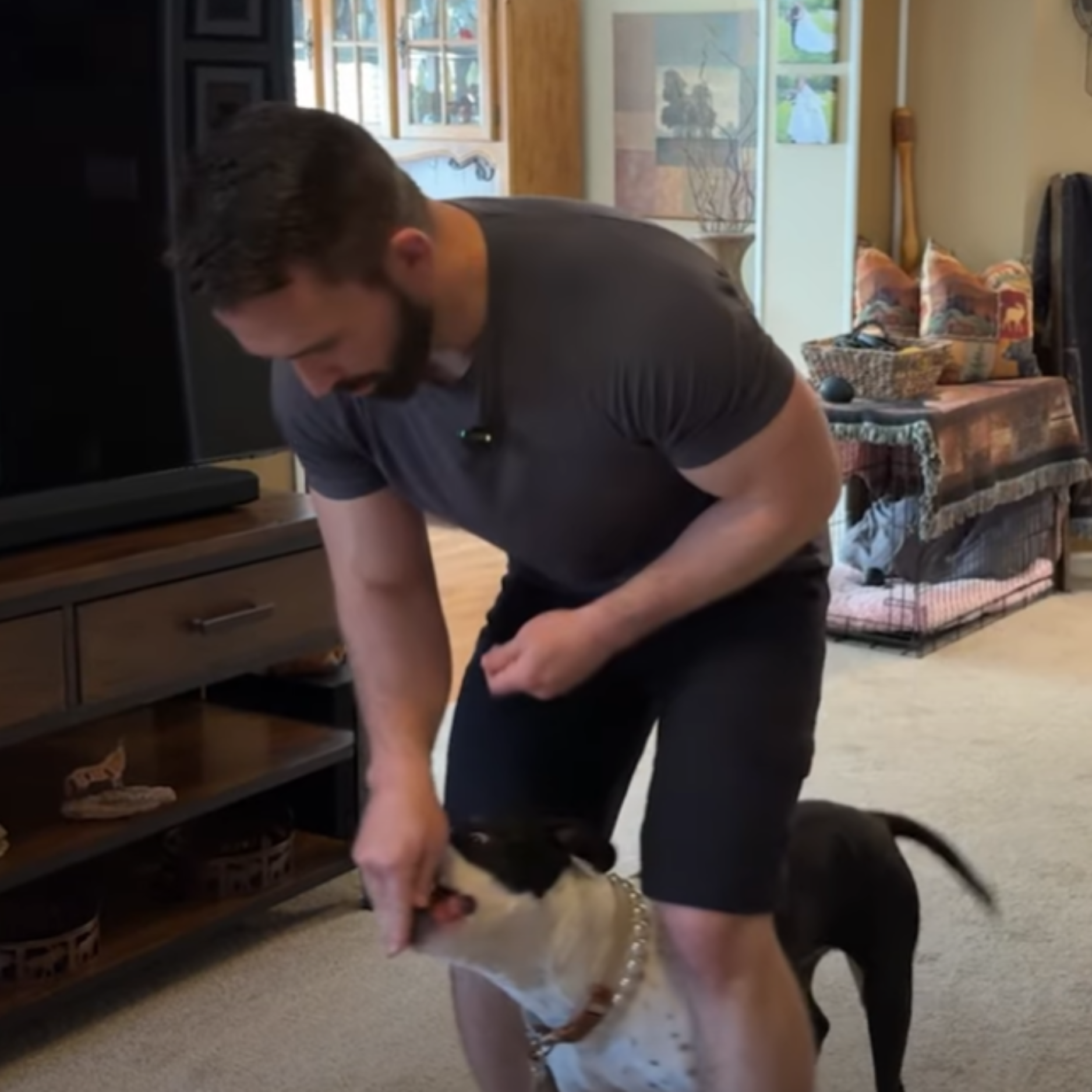 Nate Schoemer Dog Training Image