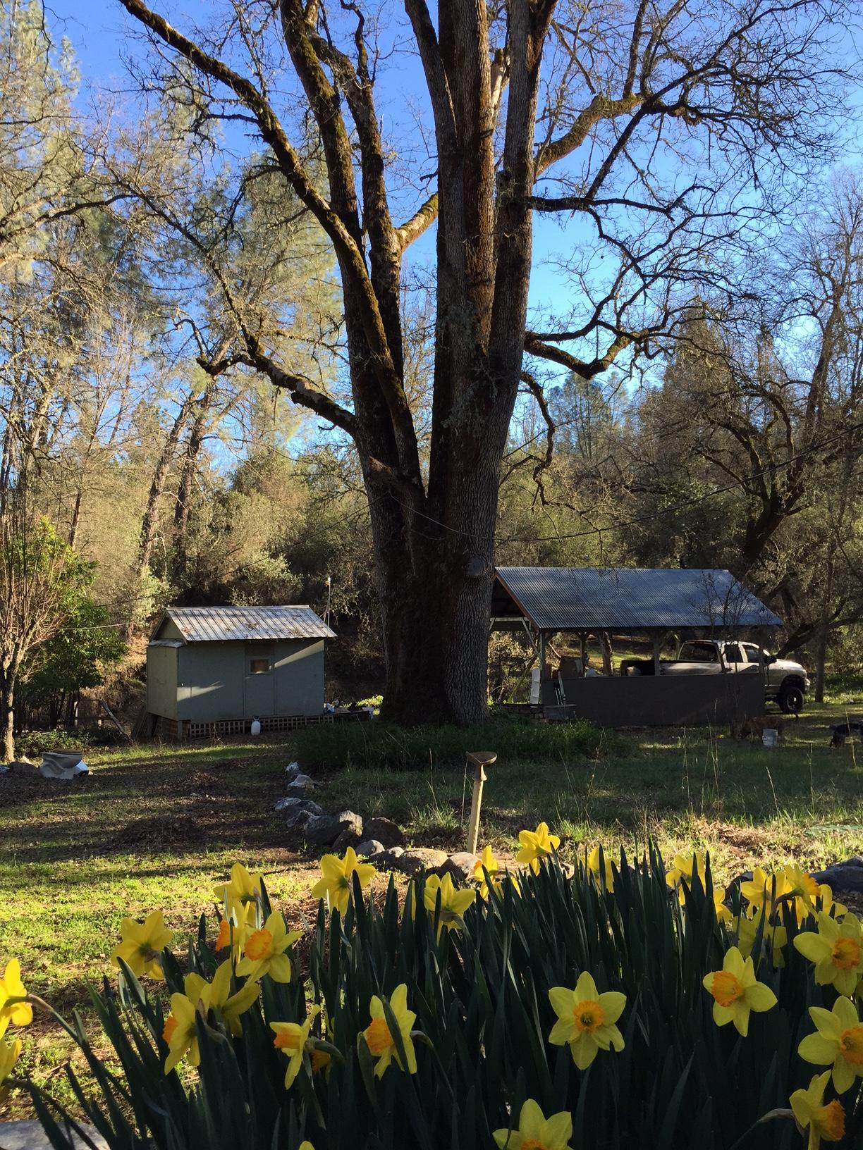 2 1/2 acre property on a Creek with a very nice one bedroom Trailer and a one bedroom 1 bath cottage. Nice setup in the sierra's