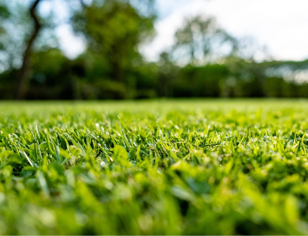 Arbor Landscape 2.0 Image