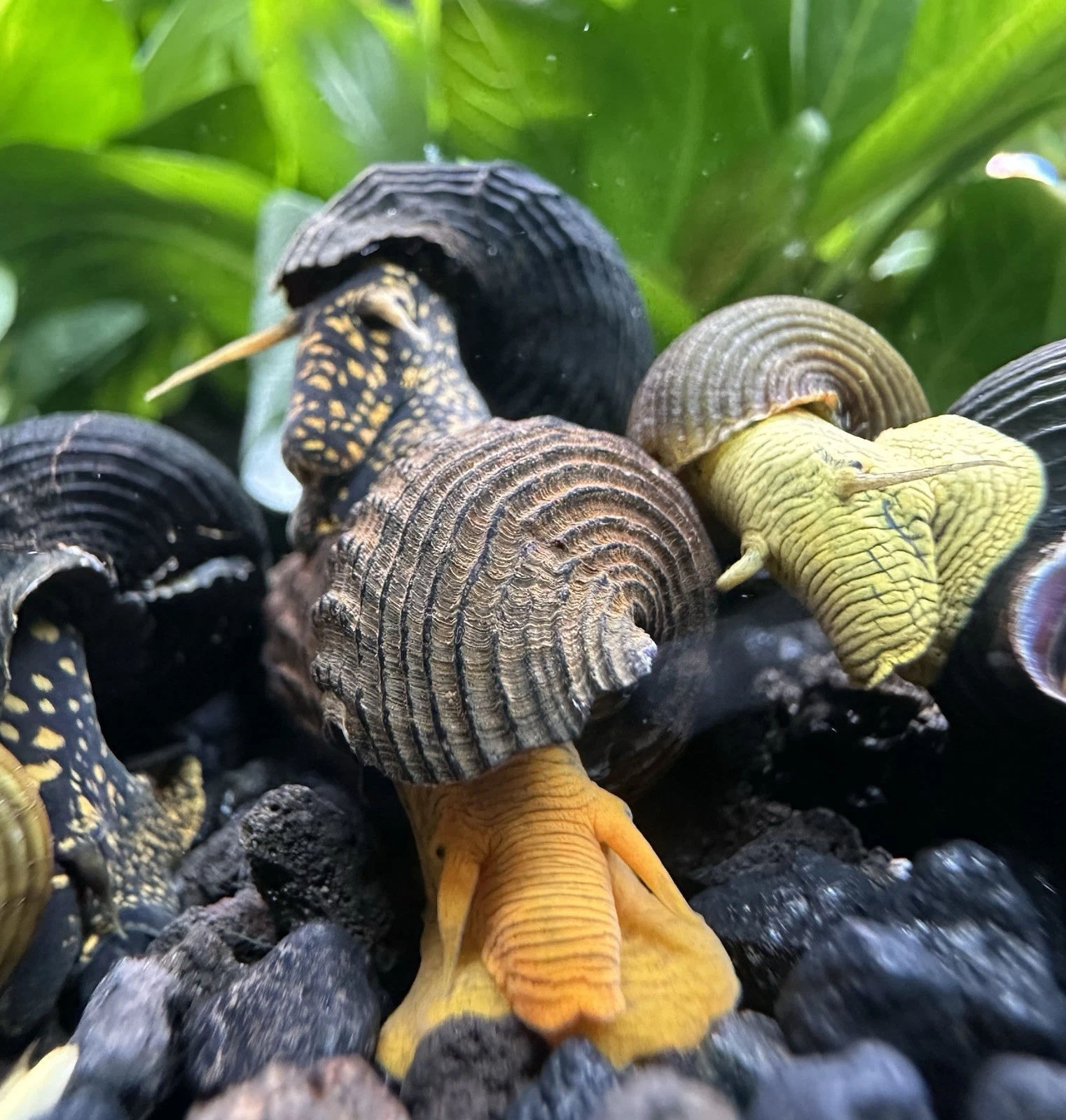 Terrarium Station Image