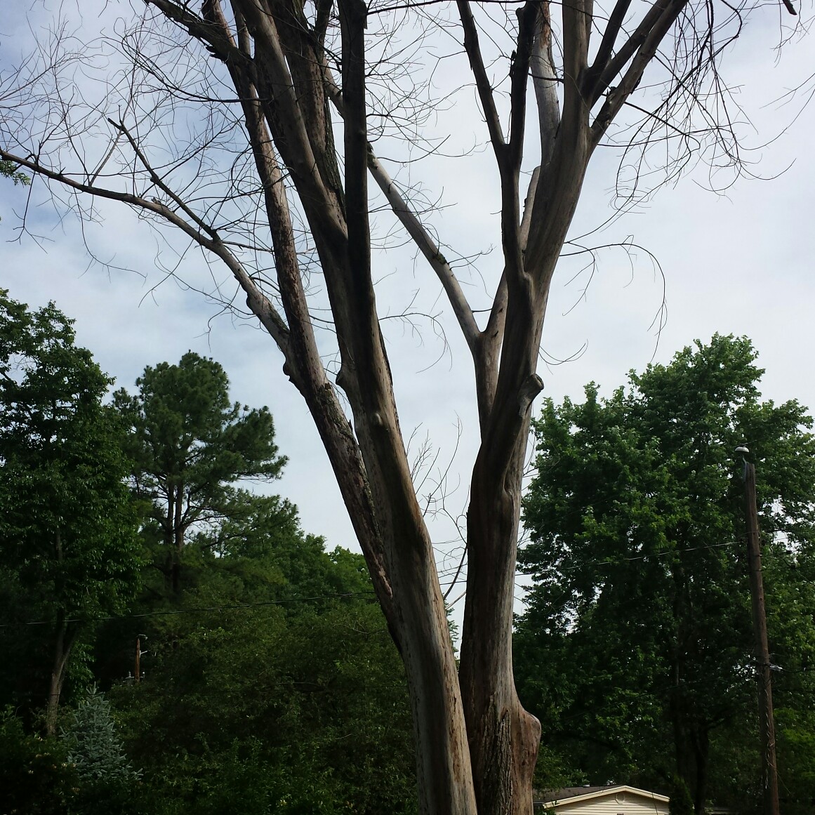 Big dead elm got to go! Just another tree that Ed, s Tree Service won the bid! Ed, s Tree bids them to do em!! Give Us a call today!
