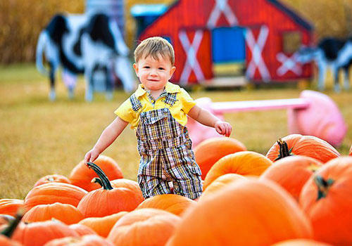 Shaw Farms Photo