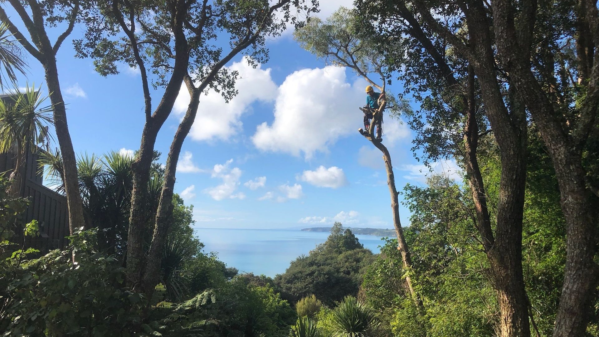 Dizzy Heights Tree Services Auckland