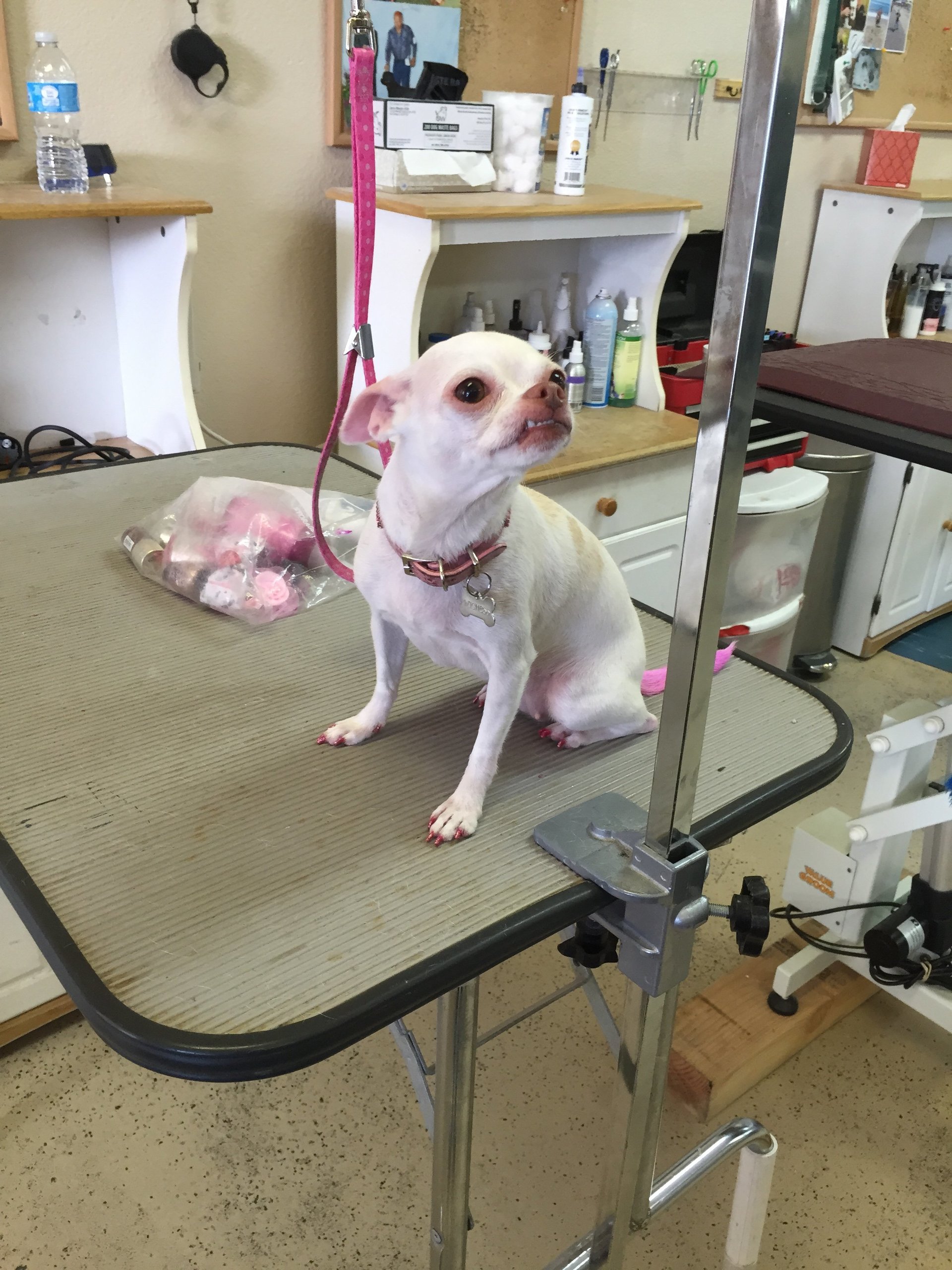 Petiquette Pet Grooming
