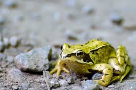 Reptile Carrier