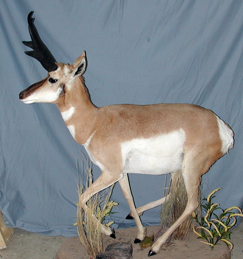 American Wild Life Taxidermy Photo