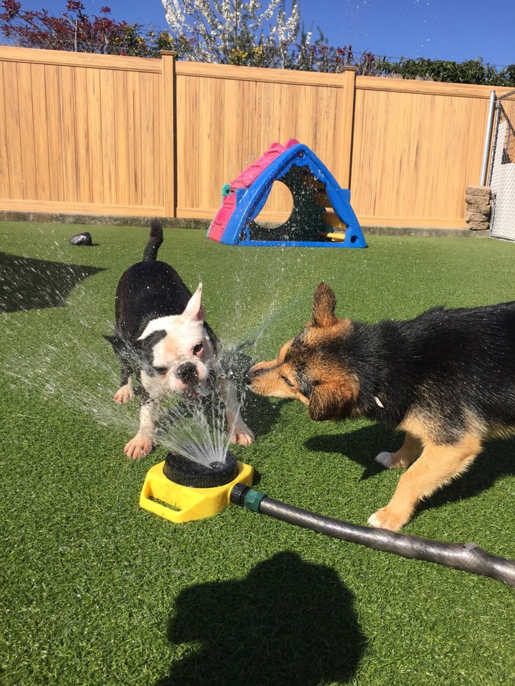 A Dog’s Best Friend Doggy Daycare - East Photo