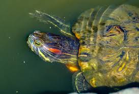 Aquatic Turtle Food