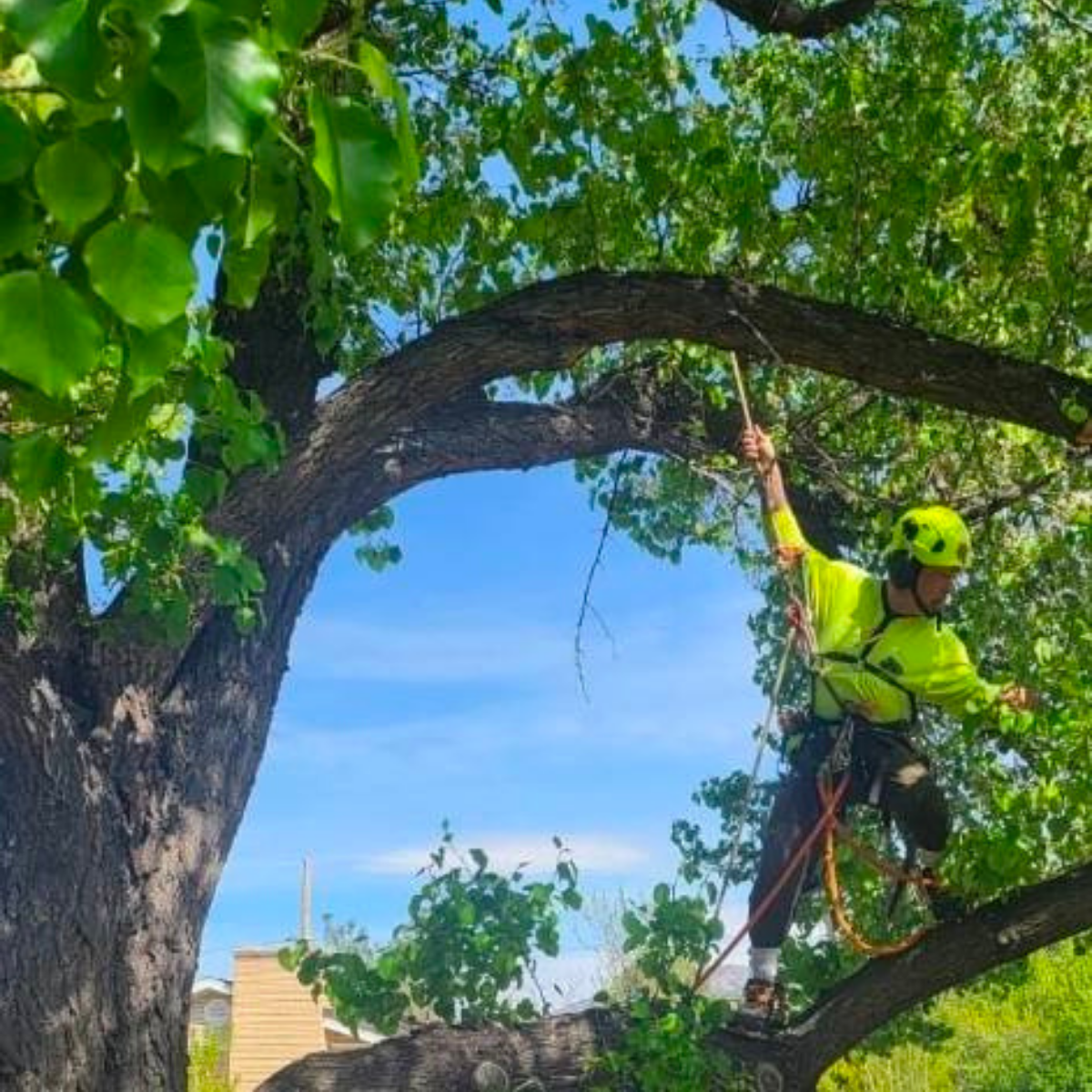 Actual Arborists of Utah