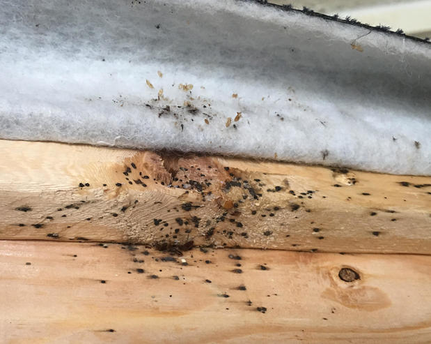 Images Hi-Tech Pest Control, LLC